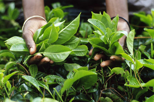 The Calm Energy of L-Theanine: Nature’s Solution to Stress-Free Focus