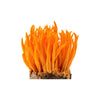 Cordyceps Mushroom