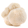 Lion's Mane